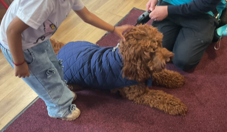 A child gently stroking Argo's back while a member of staff supervises calmly beside him