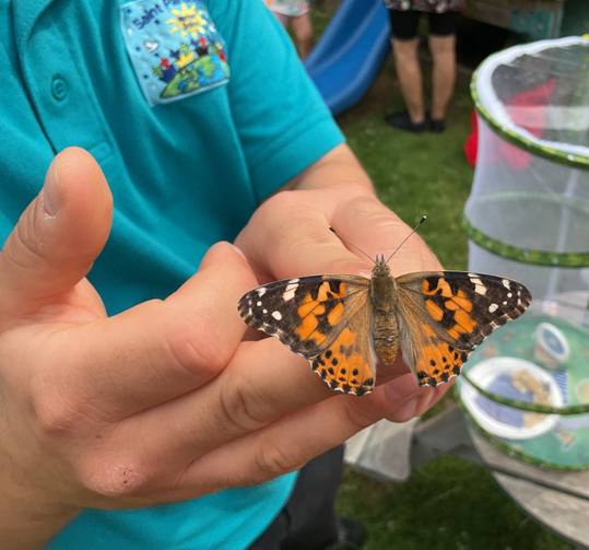 A painted lady butterfly resting on a hand beside the butterfly habitat, before being released in our garden