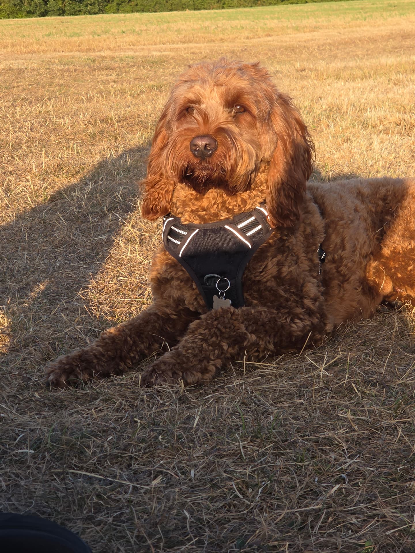 Argo resting calmly in his harness in a golden field at sunset